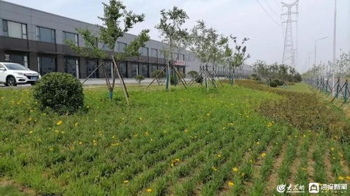 临朐县 加强园林绿化精细化管理 不断提升城市 颜值